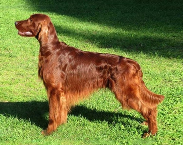 Ирландский сеттер щенки
