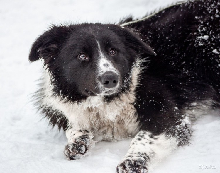Собака ирландский сеттер