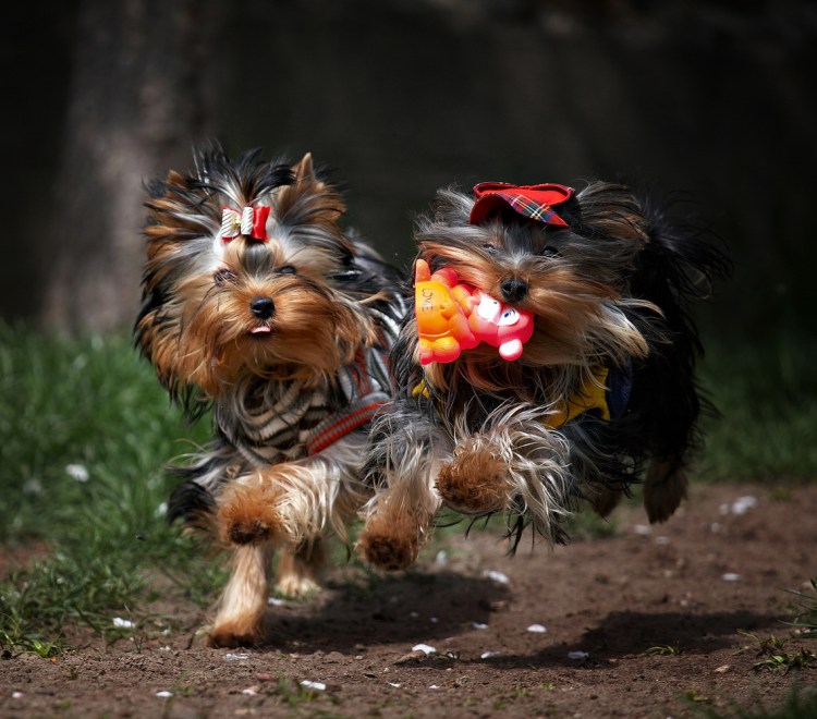 Йоркширский терьер охотничья собака