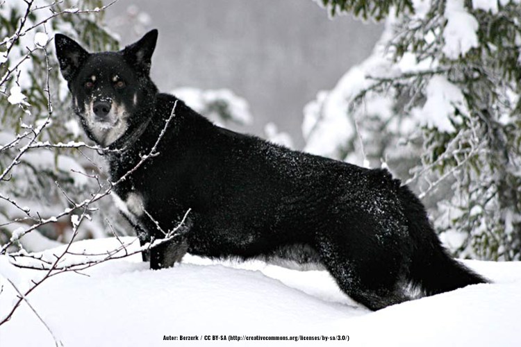 Лопарская оленегонная овчарка