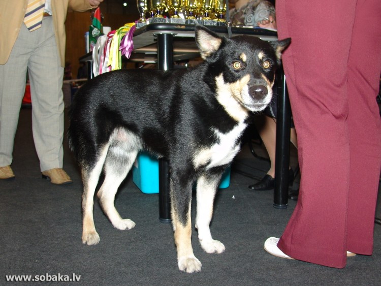 Лапландская оленегонная собака