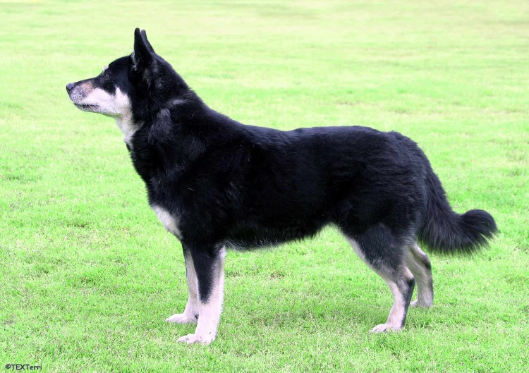 Лопарская оленегонная лайка