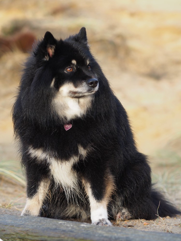 Собака финский лаппхунд