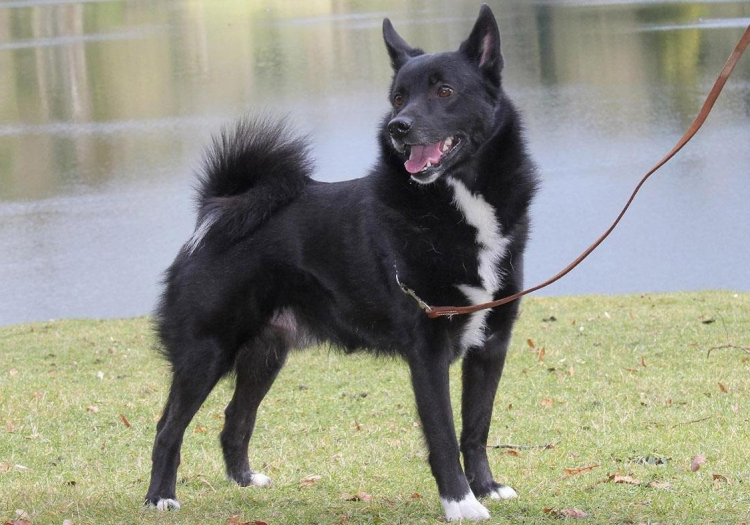 Финская оленегонная лайка