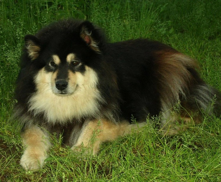 Финская оленегонная лайка