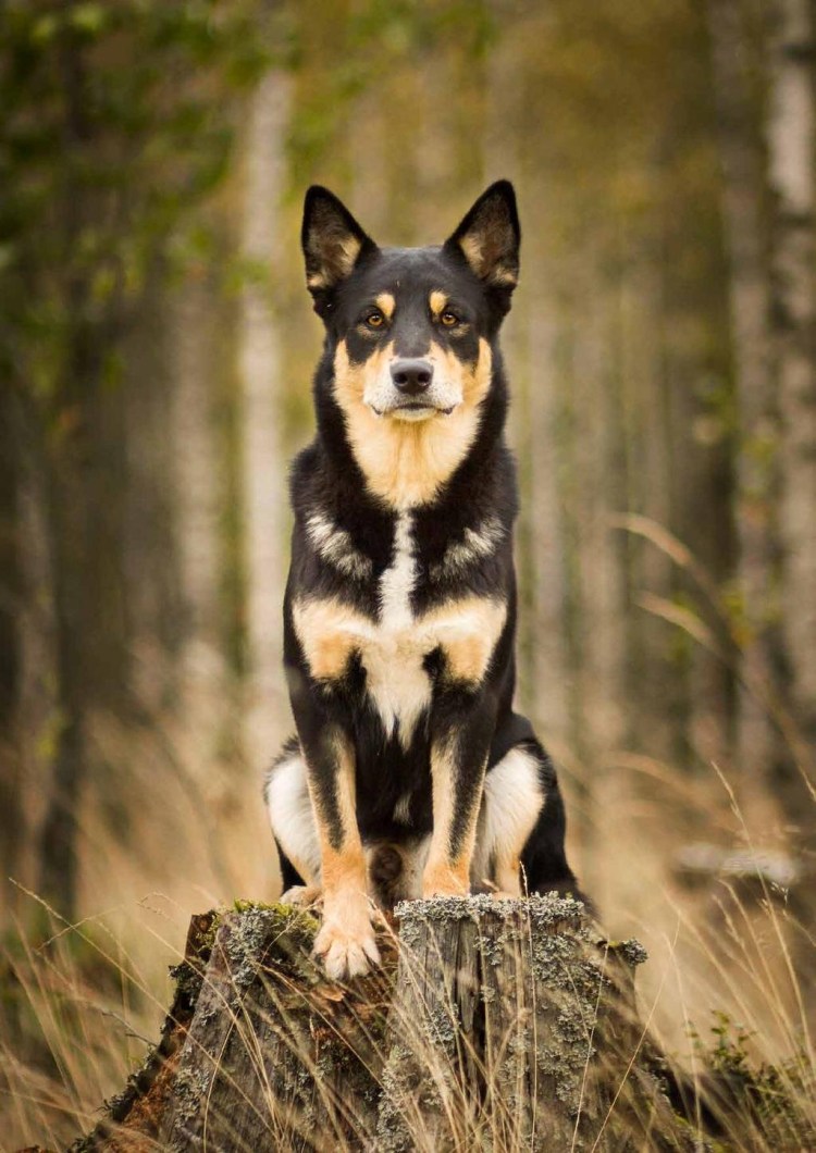 Лапландская оленегонная собака