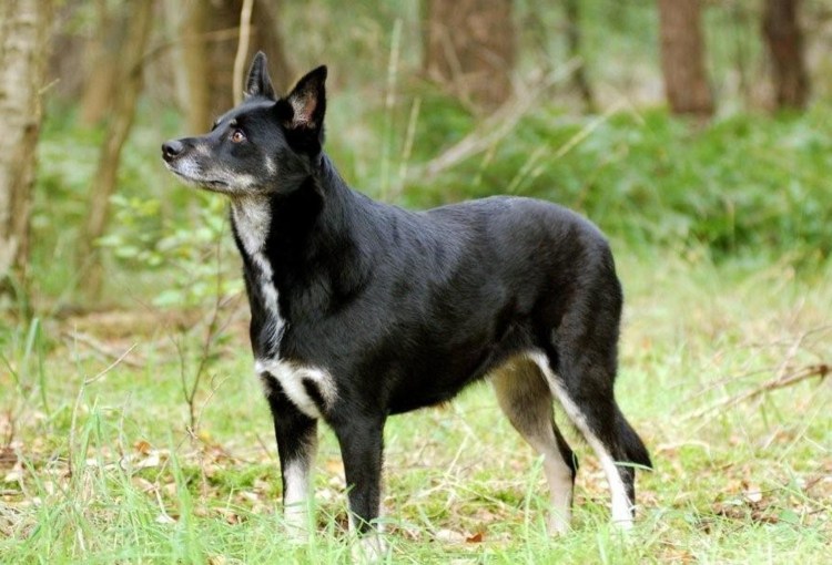 Лапландская оленегонная