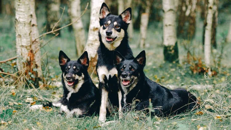 Лапландский вальхунд