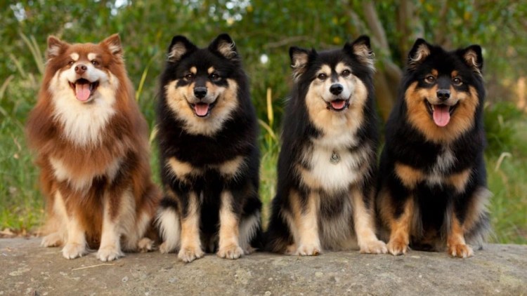 Лопарская оленегонная лайка