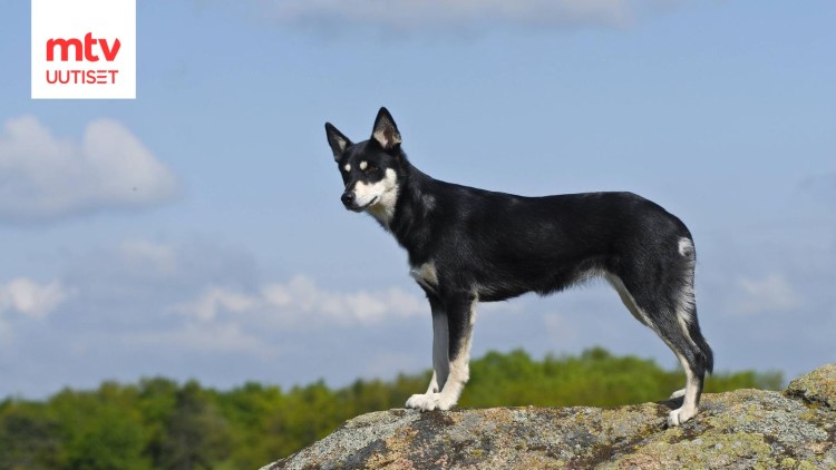 Лопарская оленегонная лайка
