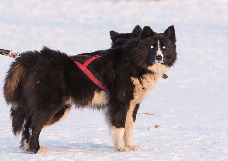 Ненецкая оленегонная лайка
