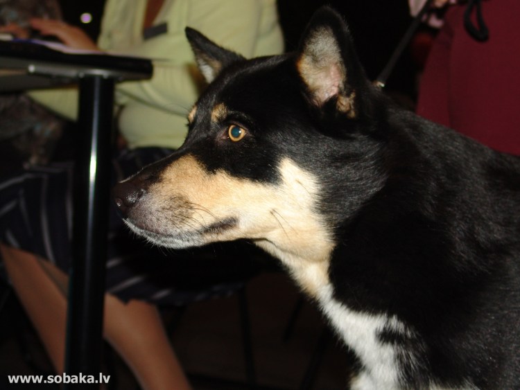 Ненецкая лайка оленегонный шпиц