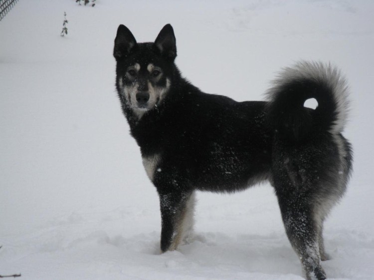 Порода собак шведский лаппхунд