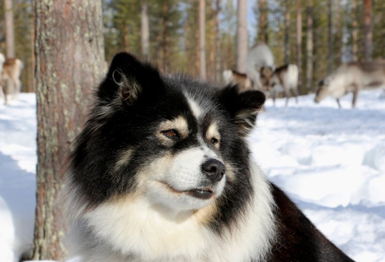 Ненецкая оленегонная лайка