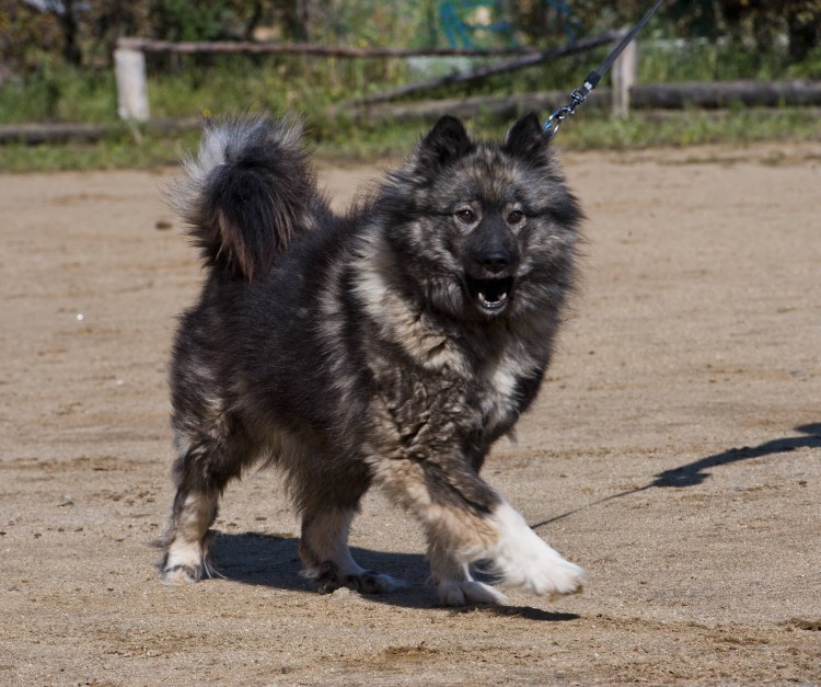 Шведский лаппхунд Лапландский шпиц