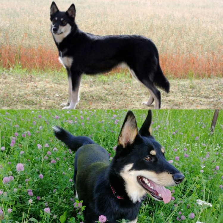 Лапландский вальхунд