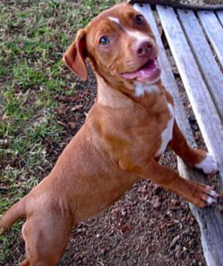 Питбуль такса