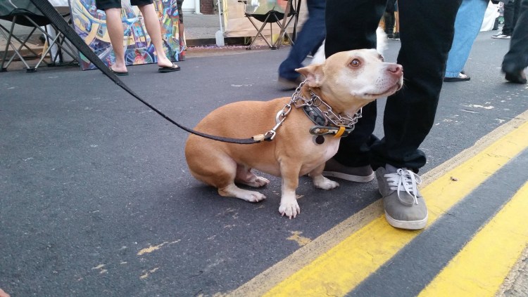 Бультерьер питбуль корги метис