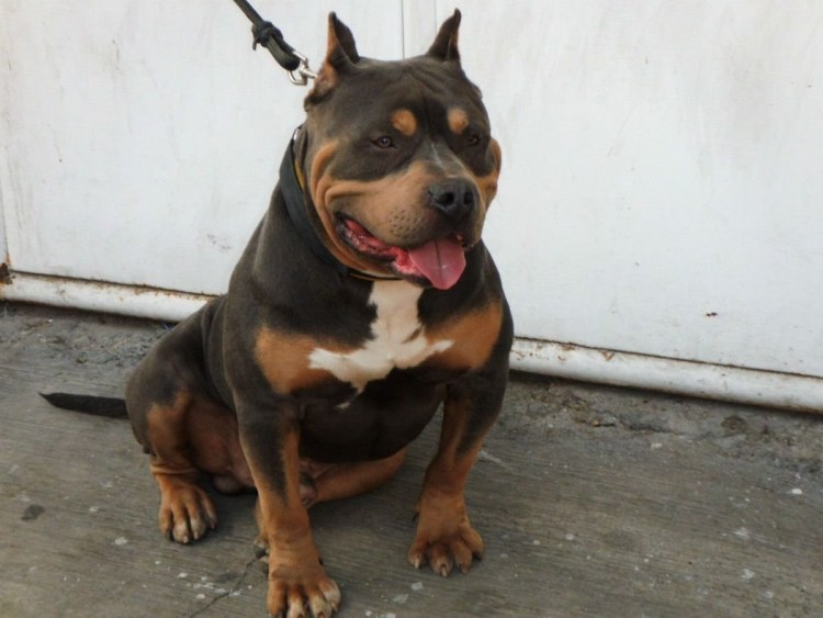 Помесь боксера и таксы