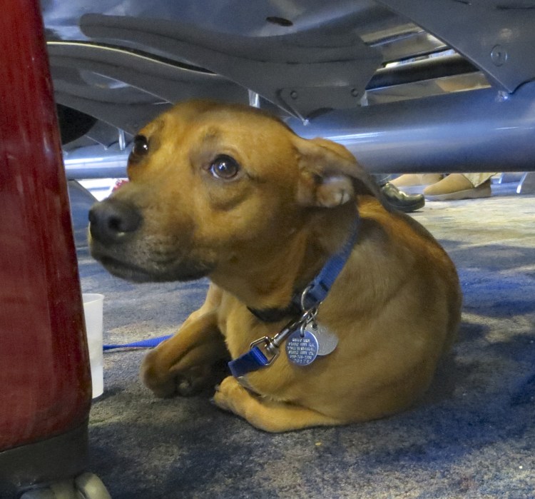 Рами порода собак