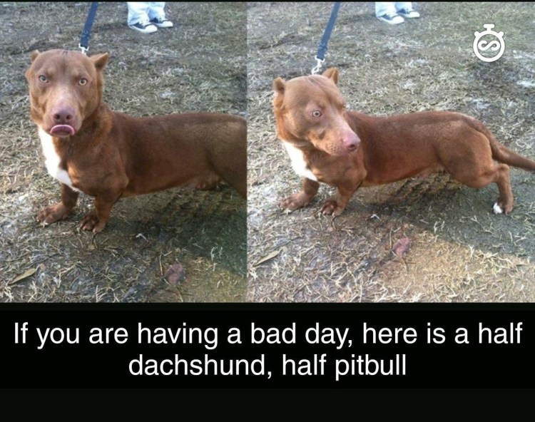 Питбуль и такса помесь