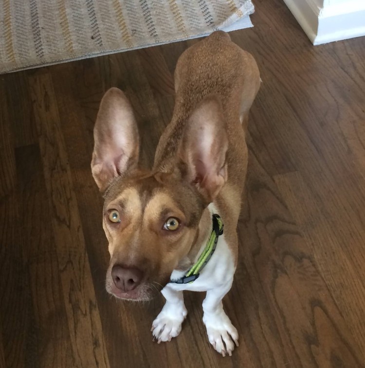 Помесь таксы и чихуахуа