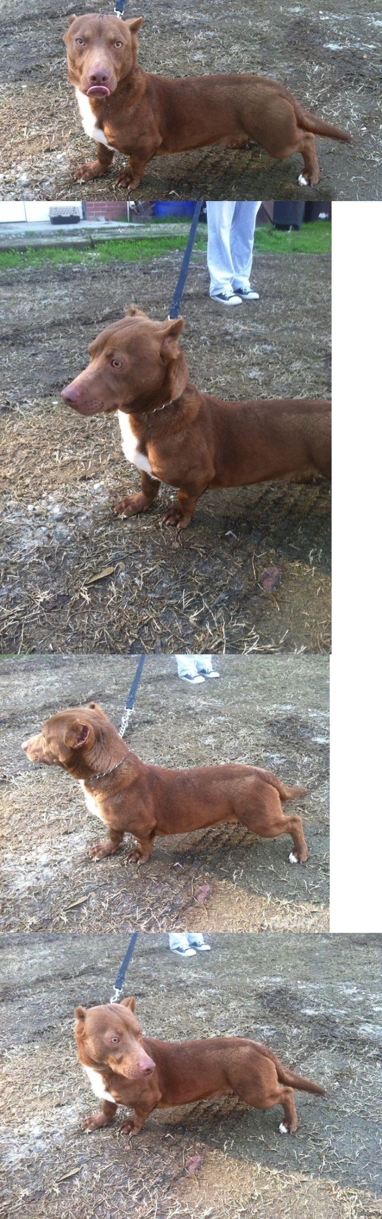 Питбуль на море щенок