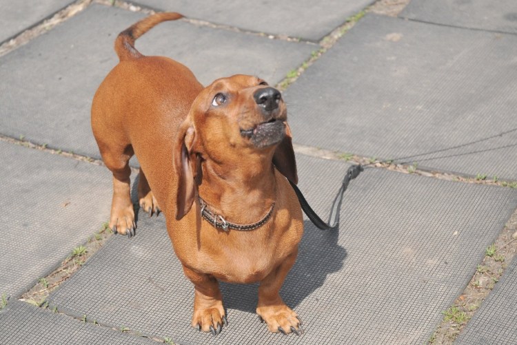 Помесь таксы с питбулем