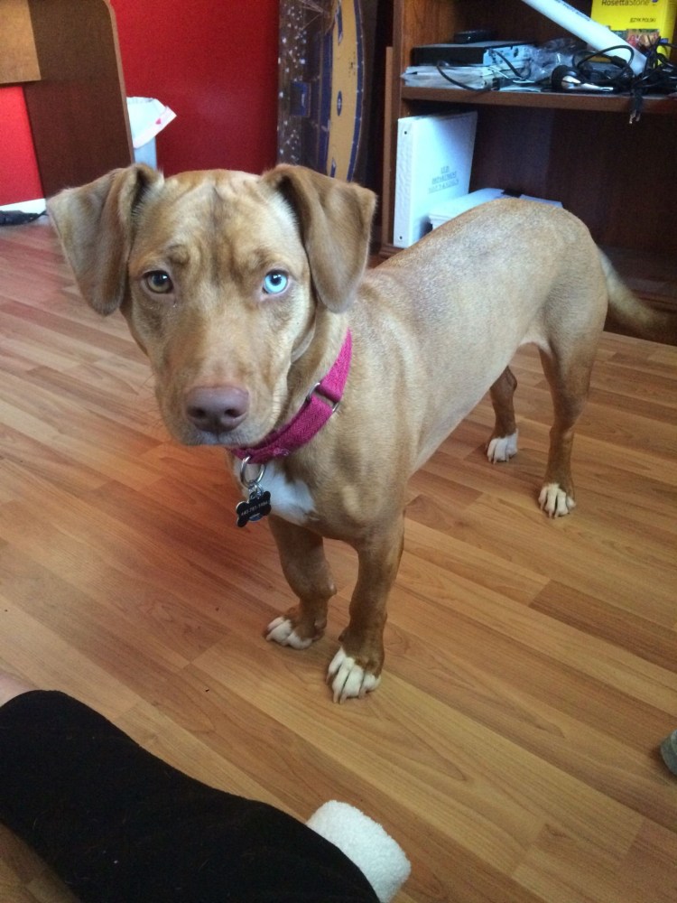 Метис таксы и питбуля