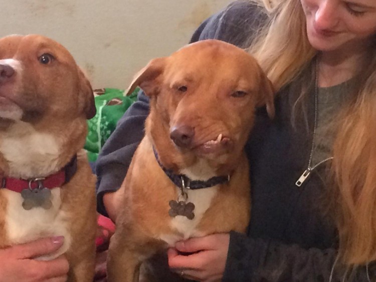 Питбуль и такса помесь