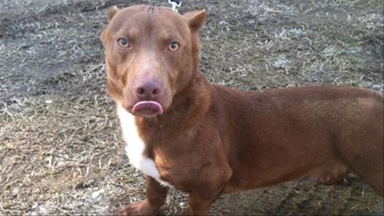 Питбуль или Стаффорд