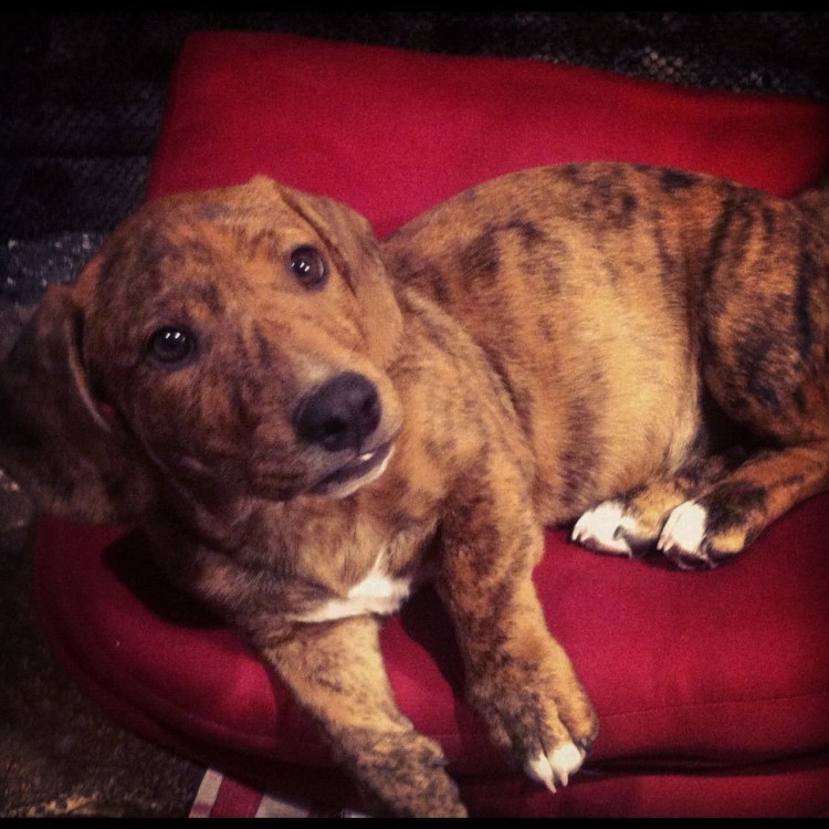 Такса и питбуль смесь