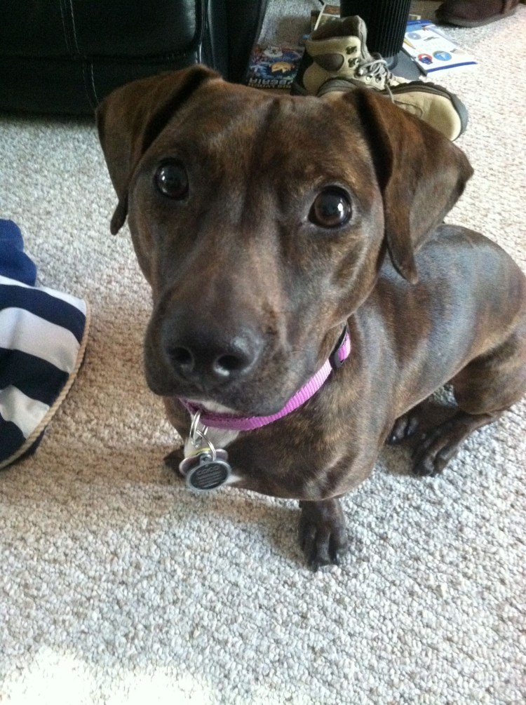 Метис таксы и питбуль