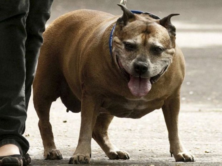 Питви собака