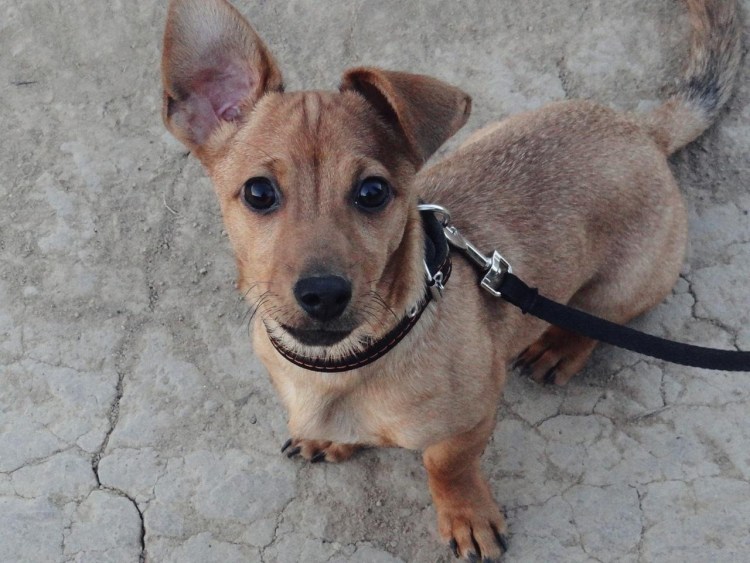 Амстафф и ротвейлер