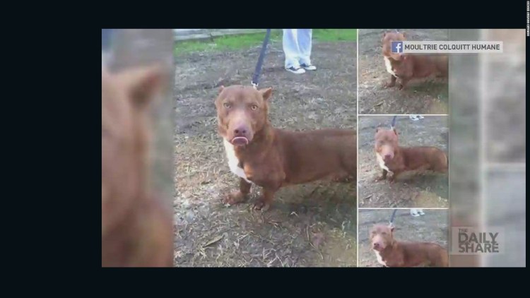 Стафф помесь с бультерьером