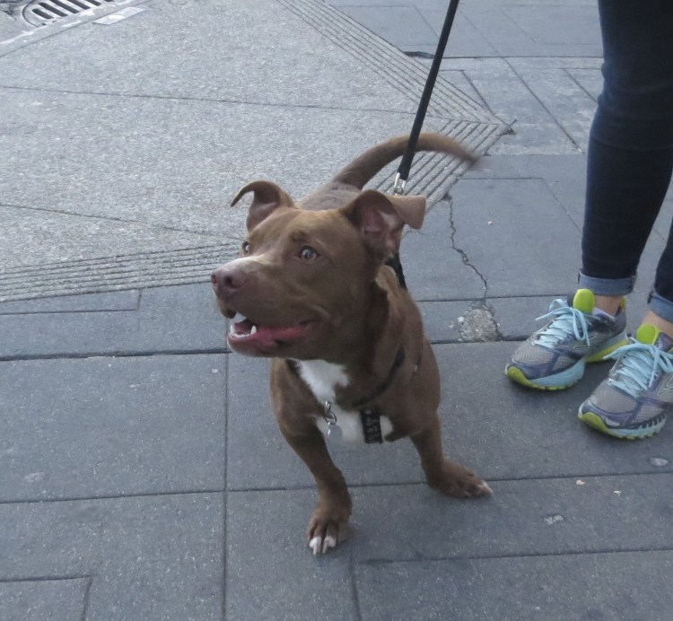 Смесь хаски и таксы