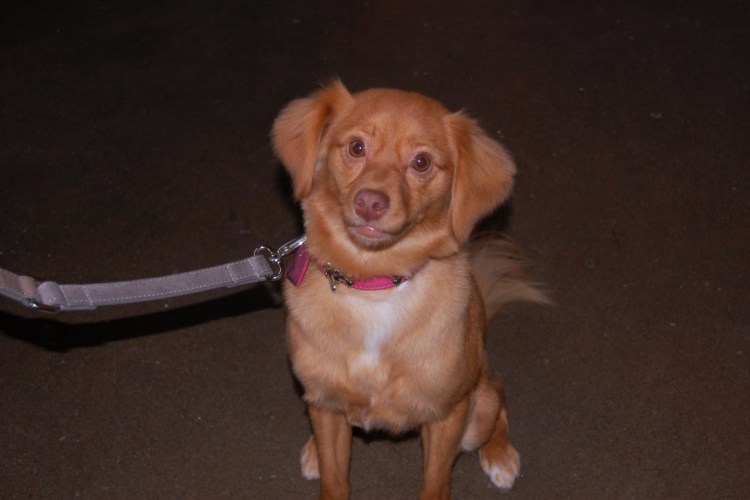 Стафф метис