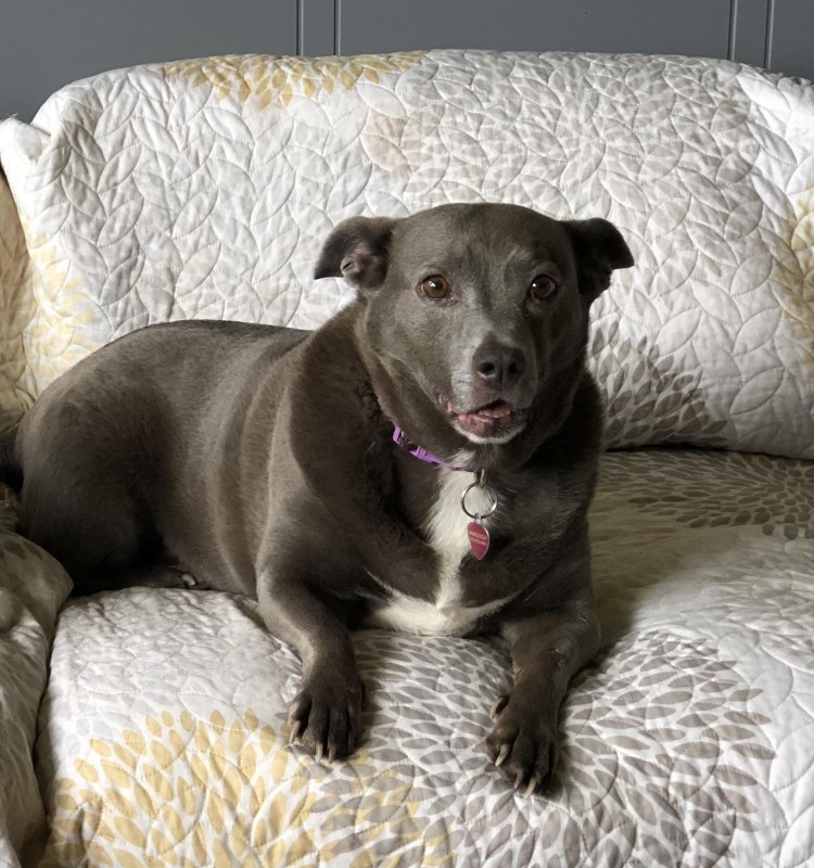 Метис ДРТ И басенджи