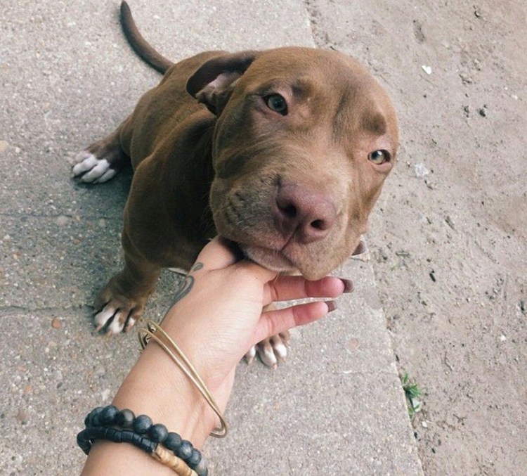 Помесь добермана и питбуля