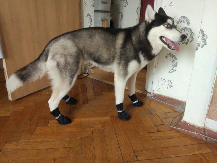 Сибирский хаски стрижка