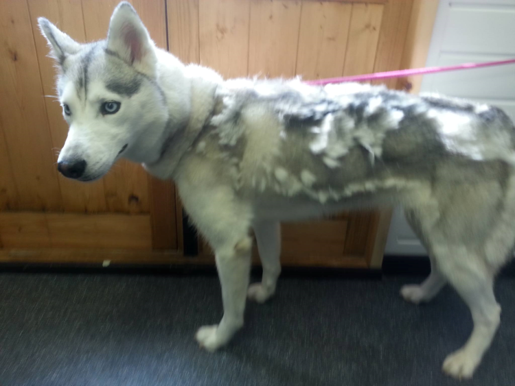 Лысый хаски