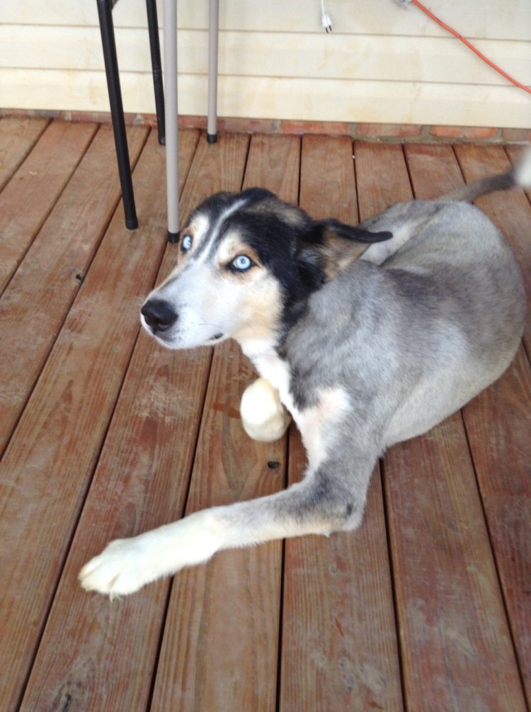 Лысый хаски