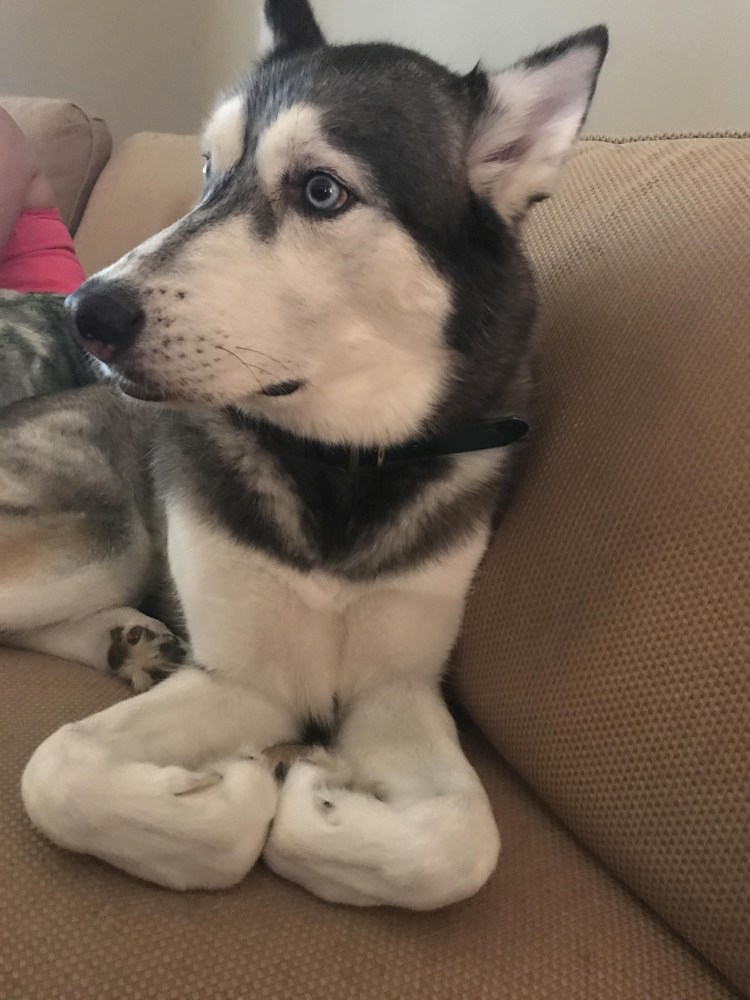 Лысая собака хаски