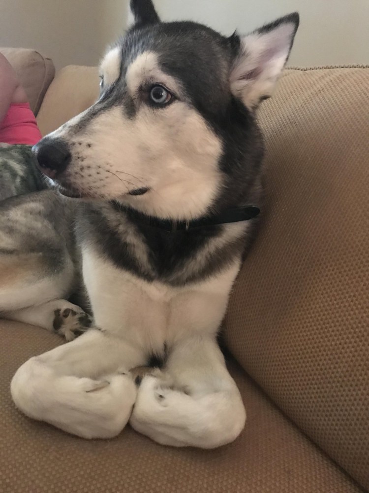 Лысая лайка