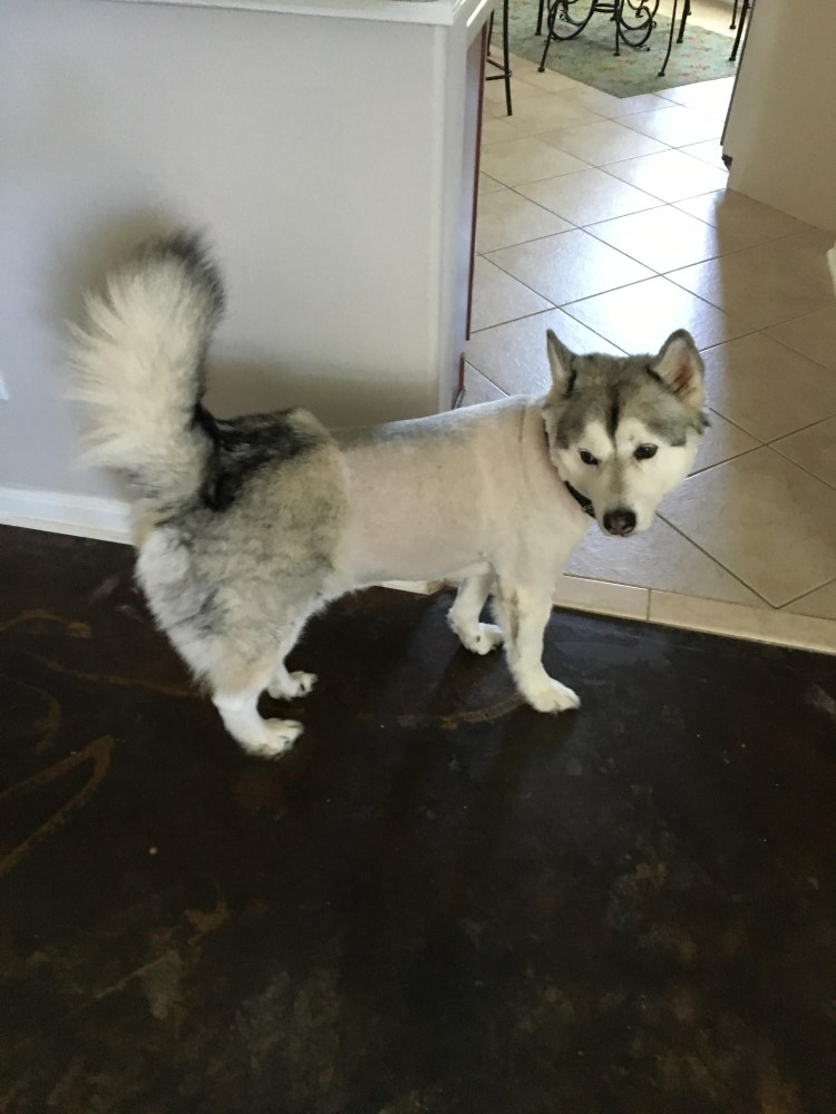 Лысый хаски