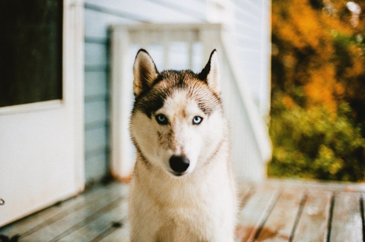 Дворняжка до и после