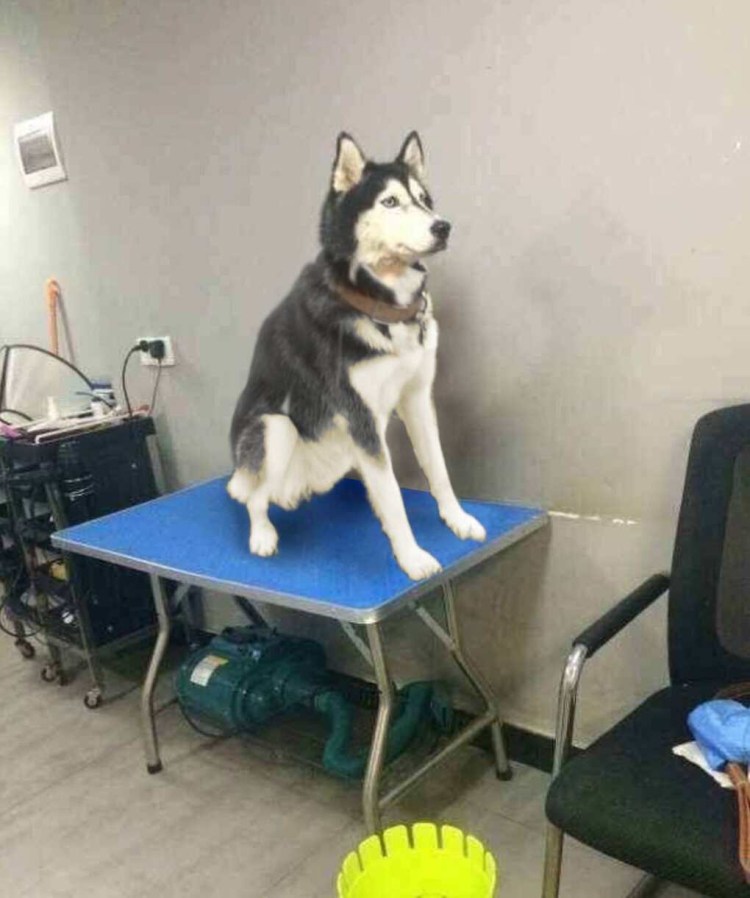 Бритый хаски