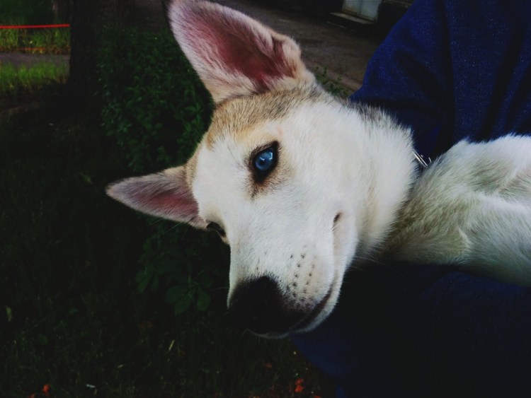 Лысый хаски