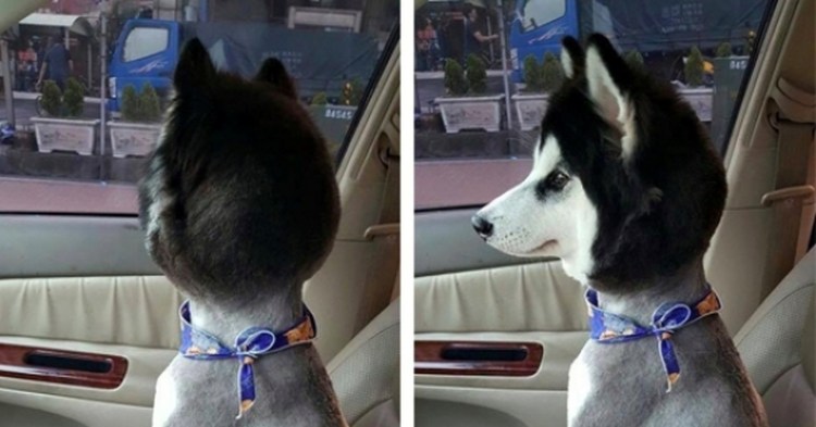 Никогда не стригите хаски фото